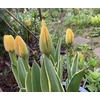 Kép 2/2 - Tulipán Jaap Groot Darwin-Hybrid
