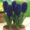 Kép 2/2 - Hyacinthus Blue Saphire