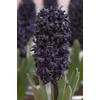 Kép 1/2 - Hyacinthus Blue Saphire