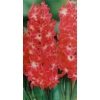 Kép 2/2 - Hyacinthus Red Magic