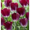 Kép 2/3 - Tulipán Kansas Proud Triumph