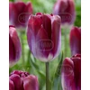 Kép 1/3 - Tulipán Kansas Proud Triumph