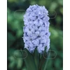 Kép 1/3 - Hyacinthus Double General Koehler