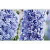 Kép 2/3 - Hyacinthus Double General Koehler
