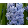 Kép 3/3 - Hyacinthus Double General Koehler