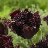Kép 2/3 - Tulipán Labrador Fringed