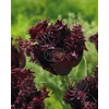 Kép 1/3 - Tulipán Labrador Fringed