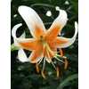 Kép 1/2 - Liliom Lady Alice