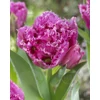 Kép 1/3 - Tulipán Fringed Matchpoint