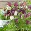 Kép 2/5 - Fritillaria Specis Meleagris Mixed