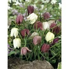 Kép 1/5 - Fritillaria Specis Meleagris Mixed
