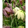 Kép 3/5 - Fritillaria Specis Meleagris Mixed
