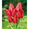 Kép 1/3 - Tulipa Triumph Merry Go Round