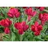 Kép 2/3 - Tulipa Triumph Merry Go Round