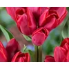 Kép 3/3 - Tulipa Triumph Merry Go Round