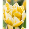 Kép 2/2 - Tulipán Monte Sweet Double Late