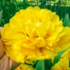 Kép 1/2 - Tulipa Monte Peony-Peónia típusú, telt virágú sárga tulipán