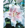 Kép 2/3 - Liliom Oriental Muscadet