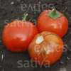 Kép 2/3 - Padlizsán - Solanum aethiopicum Rosso di Napoli