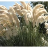 Kép 1/2 - Fehér pampafű - Cortaderia Selloana White