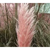 Kép 1/3 - Rózsaszín pampafű - Cortaderia Selloana Pink