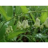 Kép 2/7 - Salamon pecsét -- Polygonatum multiflorum