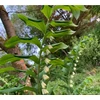 Kép 3/7 - Salamon pecsét -- Polygonatum multiflorum