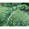 Kép 4/7 - Salamon pecsét -- Polygonatum multiflorum