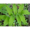 Kép 6/7 - Salamon pecsét -- Polygonatum multiflorum