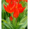 Kép 2/3 - Tulipán Praestans Paradox