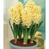 Kép 4/4 - Hyacinthus Orientalis Gipsy Princess