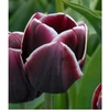 Kép 2/3 - Tulipán Alexander Pushkin Triumph