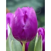 Kép 1/2 - Tulipán Single Early Purple Prince