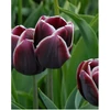 Kép 3/3 - Tulipán Alexander Pushkin Triumph