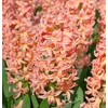 Kép 2/6 - Hyacinthus Orientalis Gipsy Queen