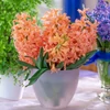 Kép 4/6 - Hyacinthus Orientalis Gipsy Queen