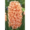 Kép 6/6 - Hyacinthus Orientalis Gipsy Queen