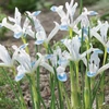 Kép 1/3 - Iris Reticulata Frozen Planet