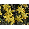 Kép 2/3 - Zefírvirág Sárga - ZEPHYRANTHES Citrina