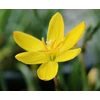 Kép 3/3 - Zefírvirág Sárga - ZEPHYRANTHES Citrina