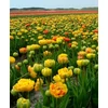 Kép 3/3 - Tulipán Sunlover Double Late