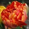 Kép 2/3 - Tulipán Sunlover Double Late
