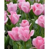 Kép 2/4 - Tulipán Sweet Sixteen Triumph
