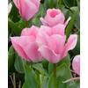 Kép 4/4 - Tulipán Sweet Sixteen Triumph
