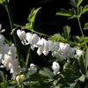 Kép 2/3 - Nagy Szívvirág fehér - Dicentra spectabilis 'Alba'