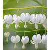 Kép 3/3 - Nagy Szívvirág fehér - Dicentra spectabilis 'Alba'