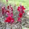 Kép 4/5 - Tátika  - Antirrhinum majus 'Black Prince'