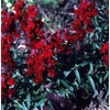 Kép 5/5 - Tátika  - Antirrhinum majus 'Black Prince'