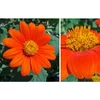 Kép 2/3 - Mexikói napraforgó  - Tithonia rotundifolia