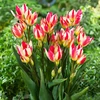 Kép 2/2 - Tulipán Single Early Tricolette